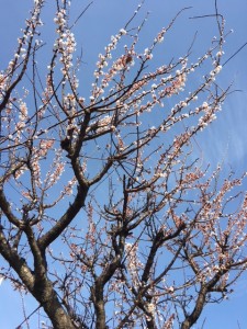 中之郷桜