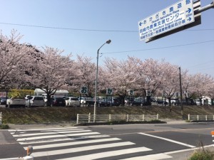 桜５
