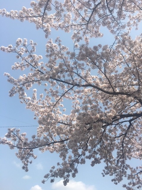 桜７